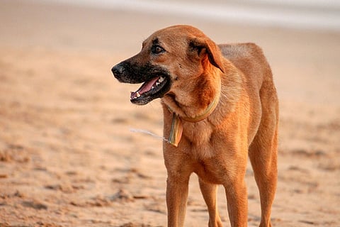 Dog running with PPE kit in its mouth goes viral, draws flak