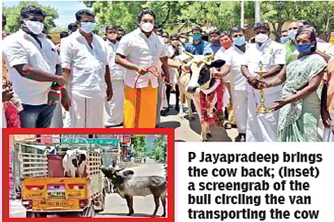Bovine love: OPS son helps reunite cow with Manjamalai bull