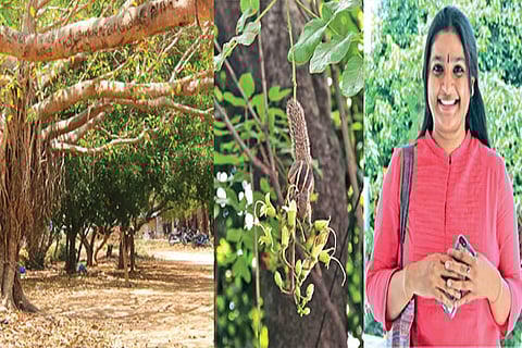Banyan at the Pattabiram Military Siding E Depot Station; Sausage tree at Chamiers Road; Seetha