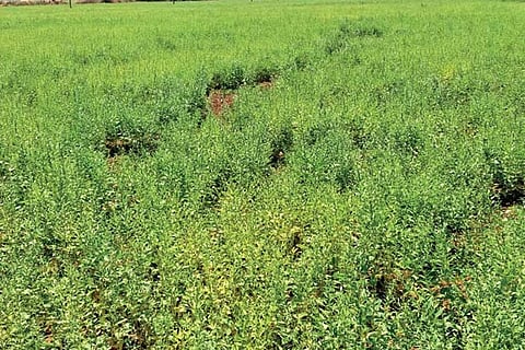 A gingelly field in Tiruvaiyaru in Thanjavur district