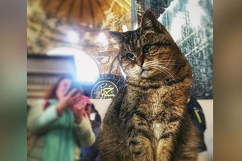 Meet Gli, the insta-famous feline of Hagia Sophia