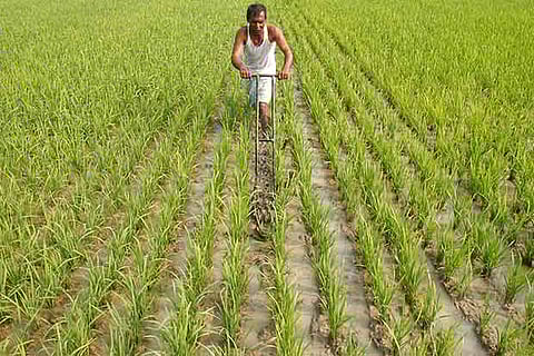 India can be major agro products exporter with effective policy