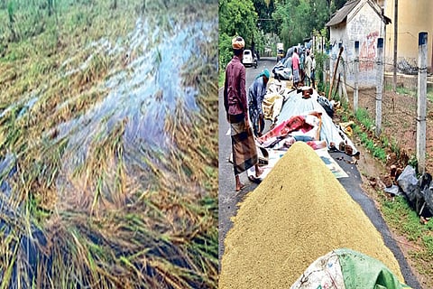 A ready to harvest field submerged in water and paddy kept for drying drenched in rain in Thanjavur
