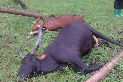 5 cattle die as live wire falls in farm