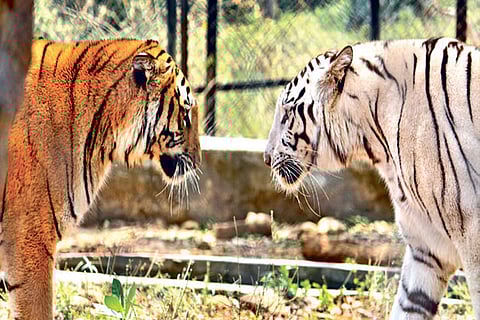 Officials, wildlife NGOs observe International Tiger Day