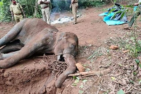 Hyderabad man announces reward for providing info about culprits in Kerala elephant death case