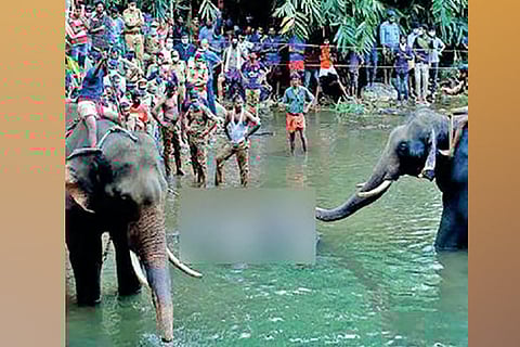 Detect: Jumbo’s death - False claim on arrest goes viral