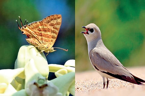 Common shot silver line butterfly and small pratincole bird