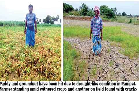 Paddy and groundnut have been hit due to drought-like condition in Ranipet