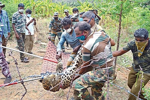 The leopard being rescued from barbed fence in Sirumugai near Coimbatore