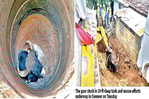 The gaur stuck in 10-ft-deep tank and rescue efforts underway in Coonoor on Tuesday