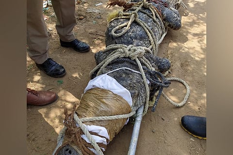 The 600 kg crocodile secured at Uyyankondan canal