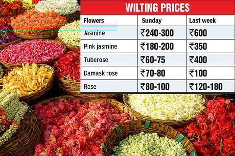 Supply glut brings down jasmine price, catches traders by surprise