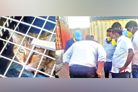 Guard who alerted on cat in container sacked