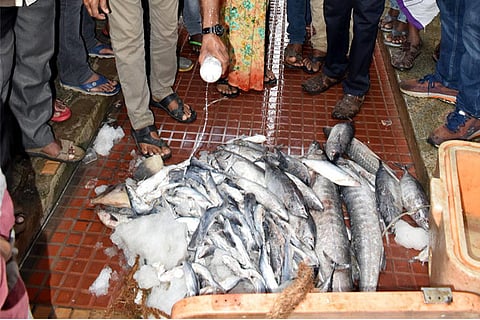 Officials destroy seized fish at Ukkadam market in Coimbatore