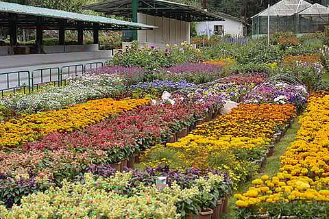 Annual flower show in Ooty from May 15
