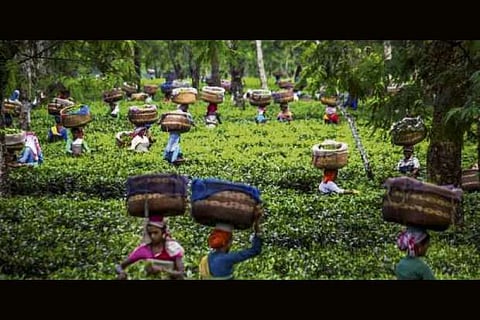 Assam govt sops to tea sector to boost exports: ITA