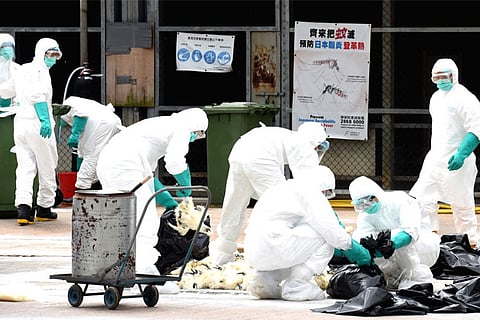 Bird flu confirmed in two areas in Kerala's Kozhikode