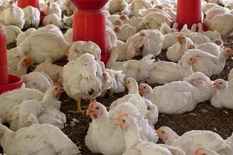 Culling of birds begins to contain Avian Influenza in Kerala