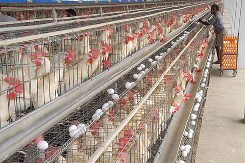 A poultry farm in Namakkal district