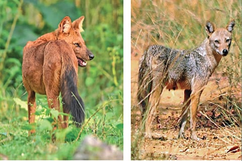 File photo of wild dog taken at Nagarhole Wildlife Sanctuary and (right) Golden jackal found at Pulicat Marsh