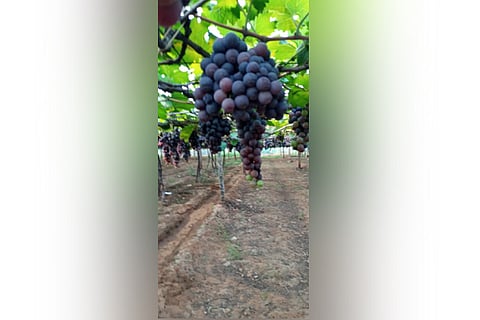 Vineyard of KK Patti in Theni