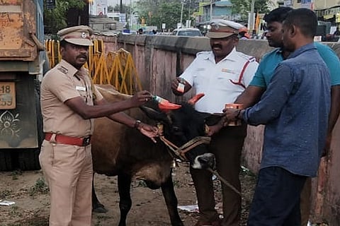 Policemen paint the horns of a cattle at Tiruvallur