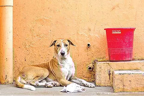 Photo courtesy: Twitter