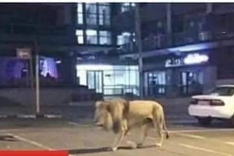 Did Russia set wild animals in the streets to force lockdown in the country?