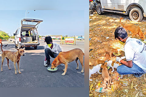 Image of feeding stray dogs 