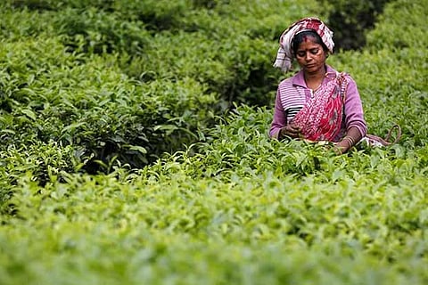 Covid-19 may hit India's foreign currency earnings from tea exports: Experts