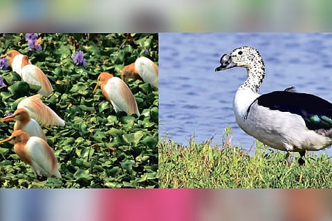 (Left) Cattle Egret and a Comb Duck at Pallikaranai Marshland