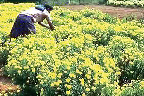 Nursery owners bear loss as seasonal plants wither during lockdown