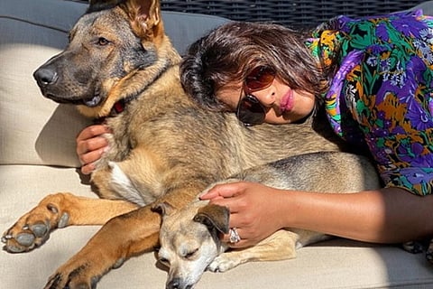 Priyanka Chopra's new pic packed with sunshine, cuddles