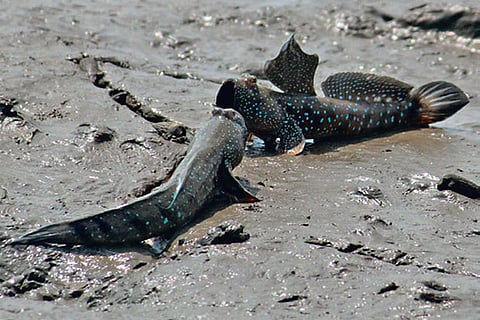 File photo of mudskippers