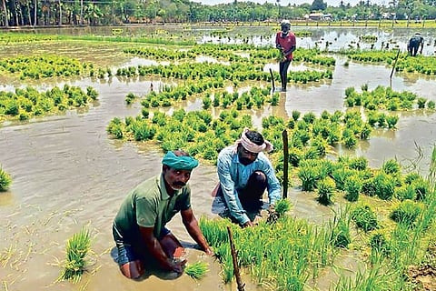 Labourers at work in a field in Tiruvaiyaru