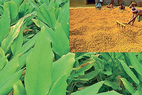A turmeric farm in Erode