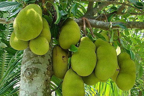 jackfruit