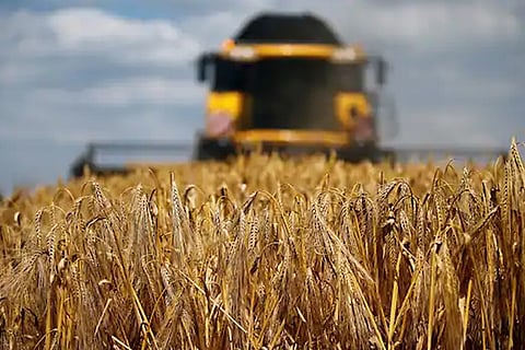 (Representative image) A barley field in Australia. (Courtesy: Reuters)