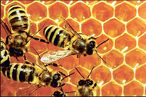 Agriculture expert upbeat over Rs 500 cr for beekeeping in stimulus package