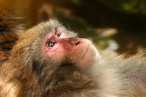 Thailand begins coronavirus vaccine trials on monkeys