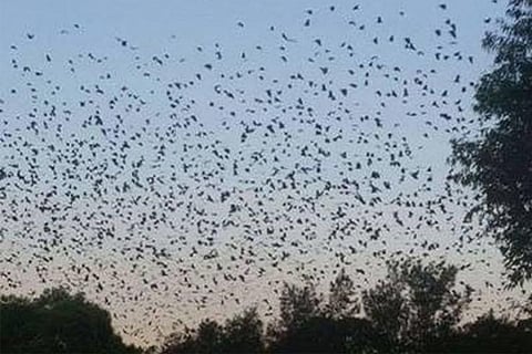 Panic grips Bishanpura village in UP after bats found dead