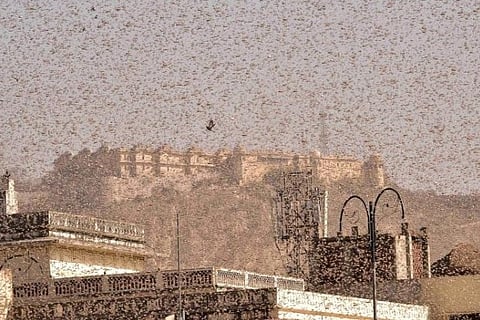 Maha, UP, MP target locust swarms, FAO warns against more invasions in coming weeks