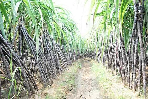 Cane arrears in 2019-20 reach over Rs 21,000 crore: Food Ministry