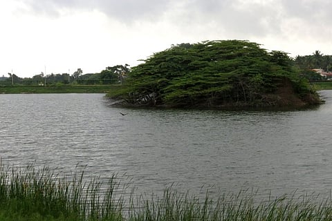 Lack of maintenance, sewage water kill Bengaluru lake fish