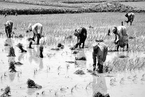 Labourers sowing samba paddy in Thanjavur