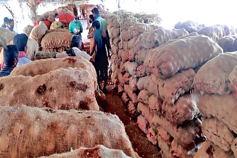The hoarded onions found from a chicken farm in Perambalur on Monday
