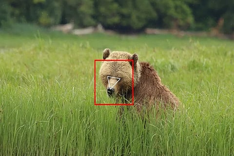 How do you develop facial recognition for bears? One of the developers who built the program