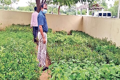 Saplings kept ready for planting in Punampalayam in Mannachanallur on Tuesday