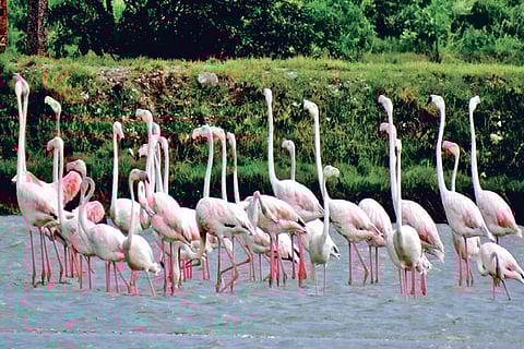 A flock of flamingos sighted at Manakudy Reserve in Kanniyakumari district